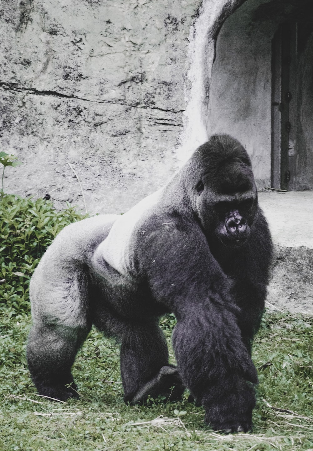500 Gorilla Pictures Download Images on Unsplash 1000x1439