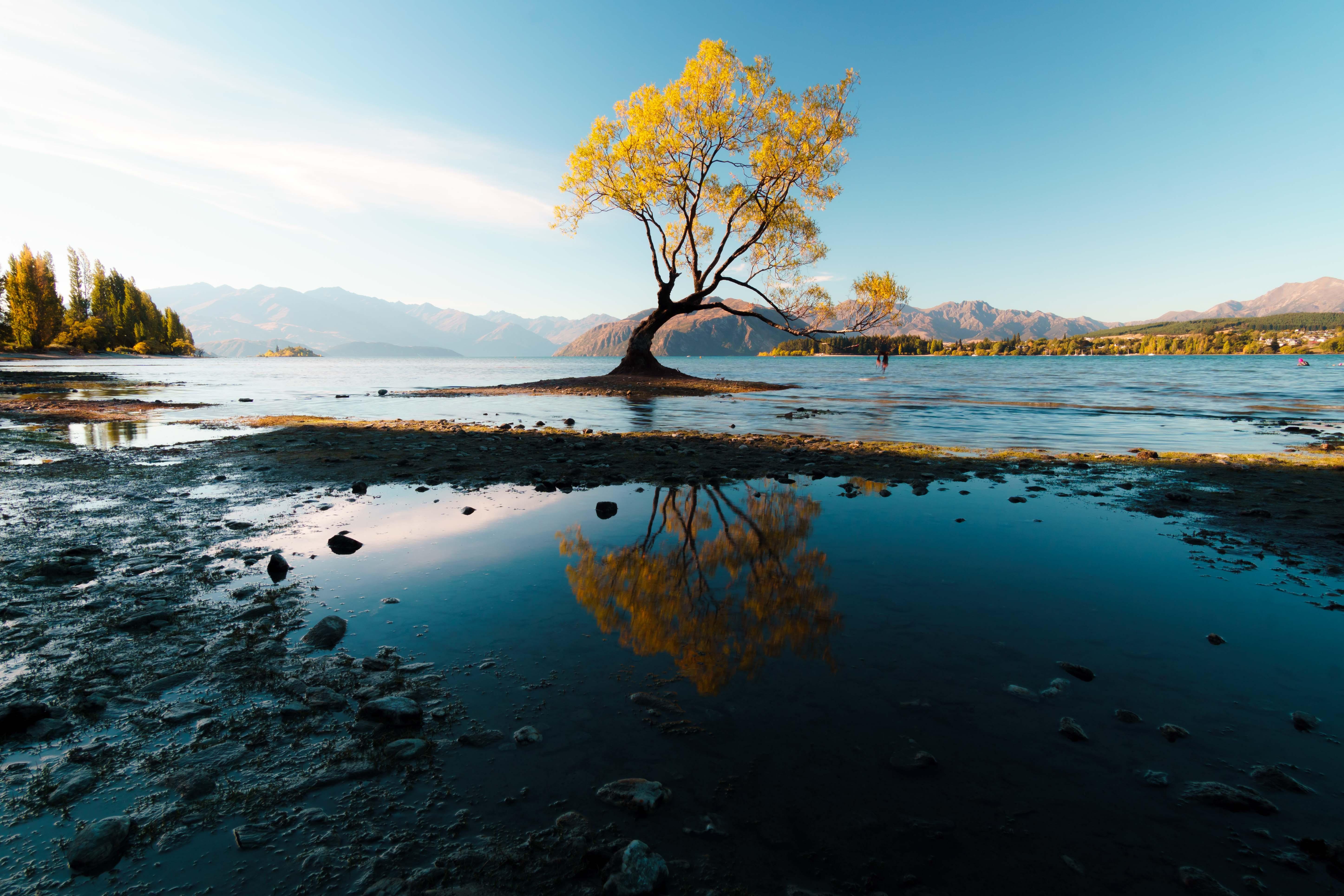 Autumn Tree 5k Wallpaper HD Nature 4k Image