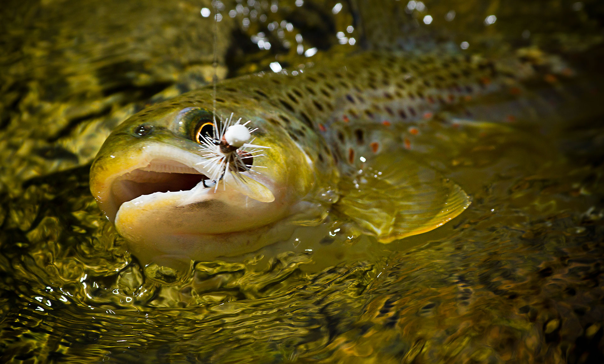 Browse Our New Gallery Of Fly Fishing Wallpaper To For