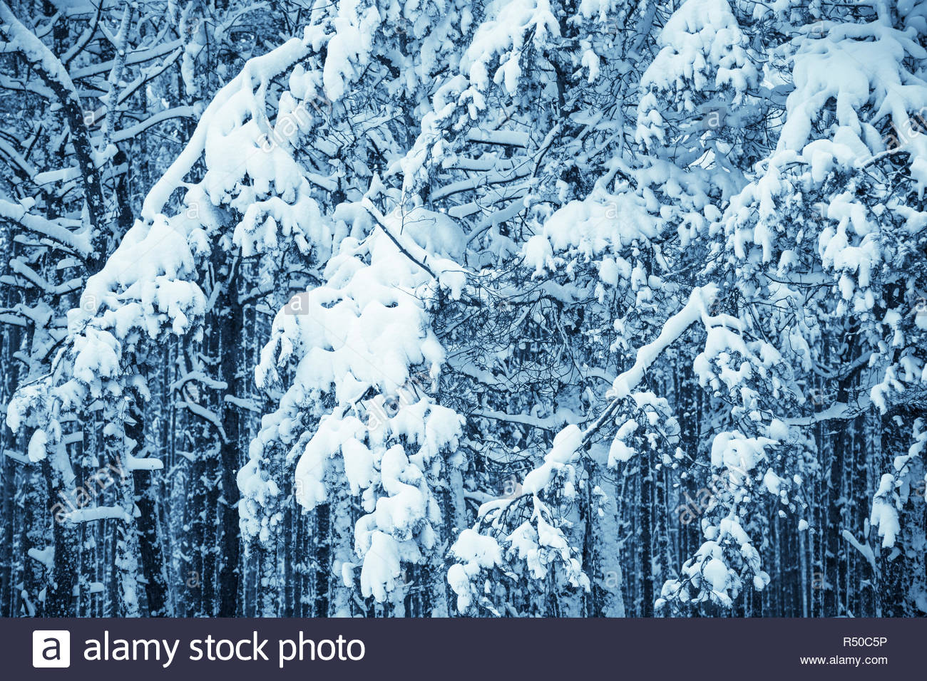Winter nature background Stock Photo
