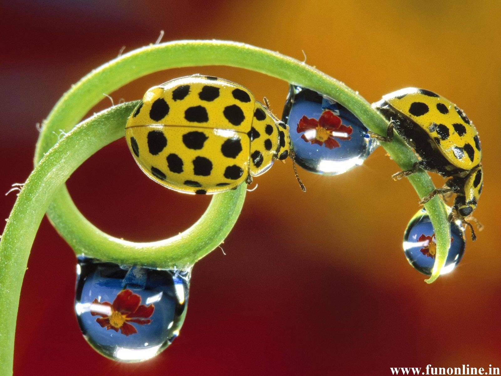 Ladybug Wallpaper Colorful Ladybugs HD