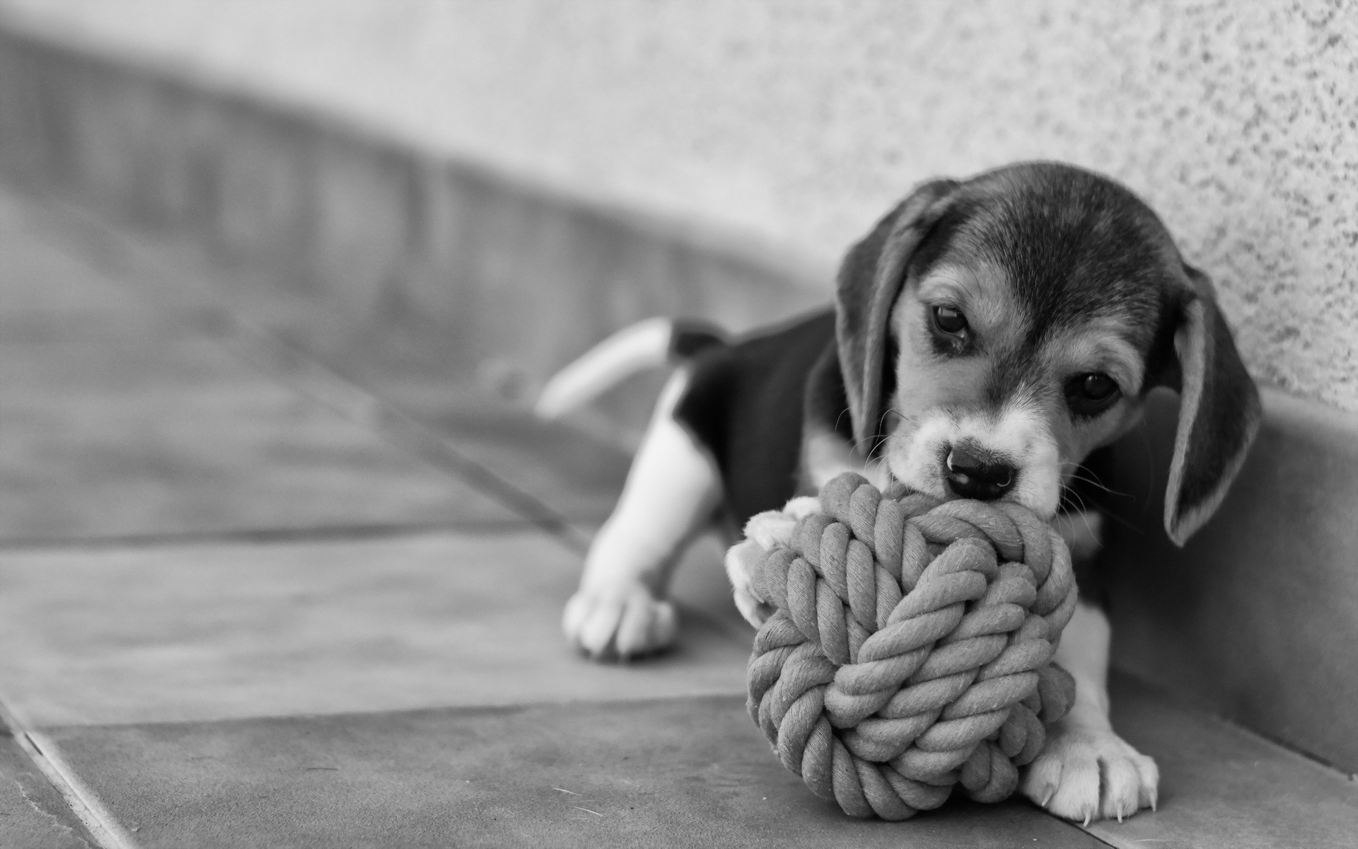 Dog Beagle Puppy Friend Beauty Tenderness Joy Wallpaper Photos