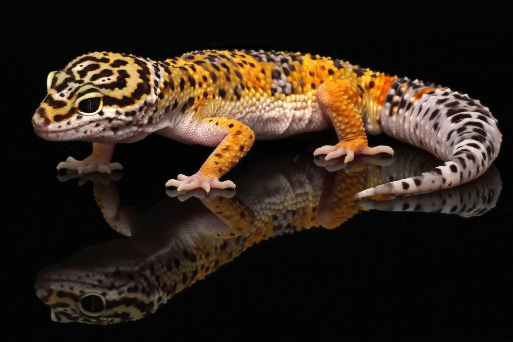 Leopard Gecko By Lydiardwildlife