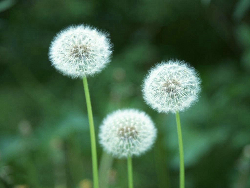  choice so hurry and go change your wallpaper with flower wallpapers