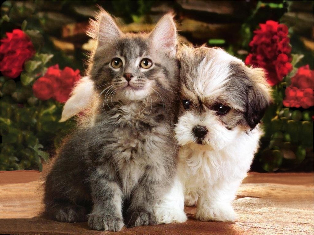 Silver Tabby Kitten And Terrier Puppy   Dogs Wallpaper