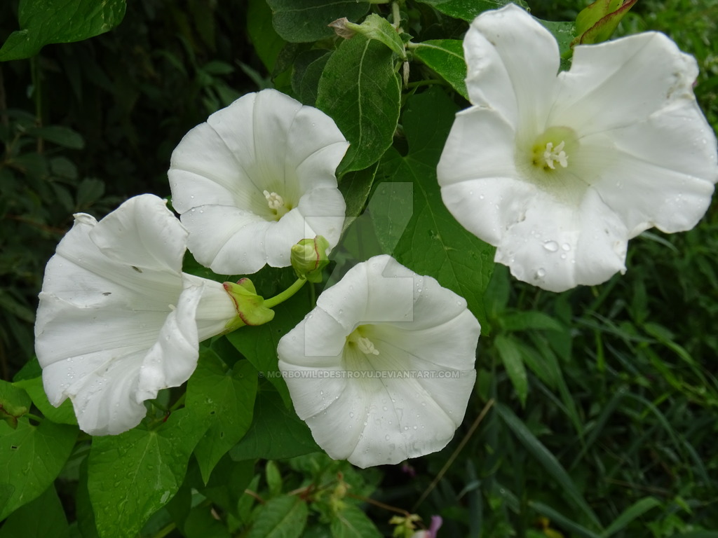 Lovely White Flowers By Morbowilldestroyu