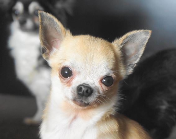 Chihuahua Adoption HD Wallpaper Dogbreedswallpaper
