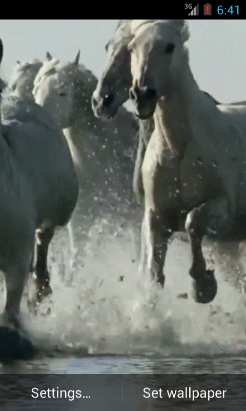 Horses Live Wallpaper HD Android Apps On Google Play