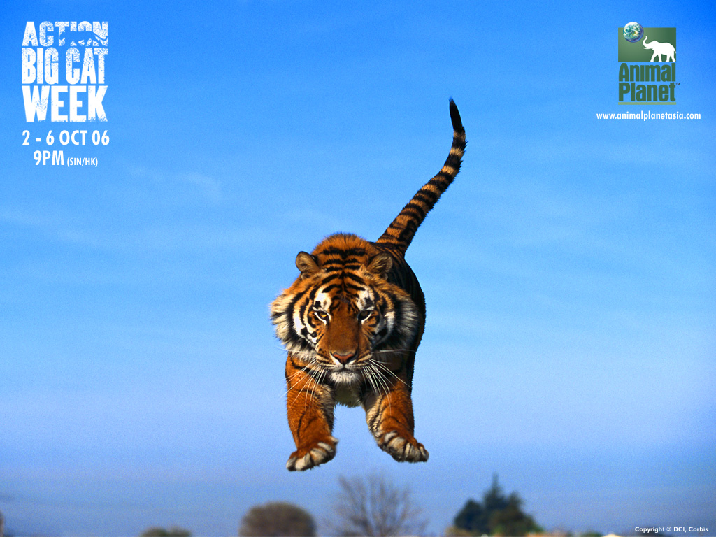 Animal Pla Tiger Asbqolbmeg Pixel Popular HD Wallpaper