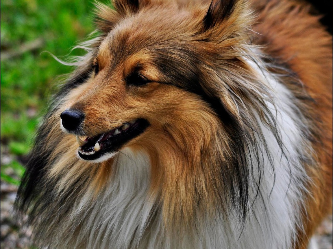 Click Select Set As Desktop Background Wallpaper Animals Dogs