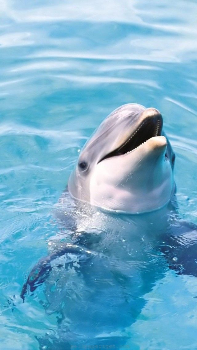 Dolphin HD iPhone Wallpaper For Your