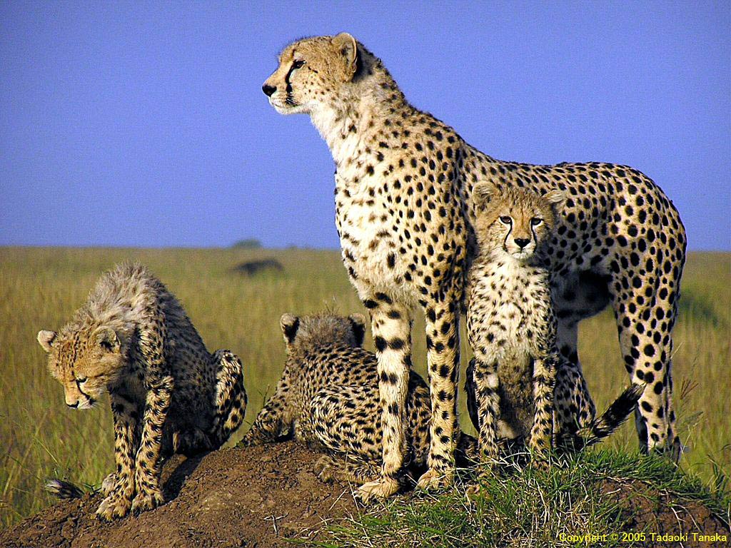 Wildlife Of The World Cheetah Wallpaper Desktop