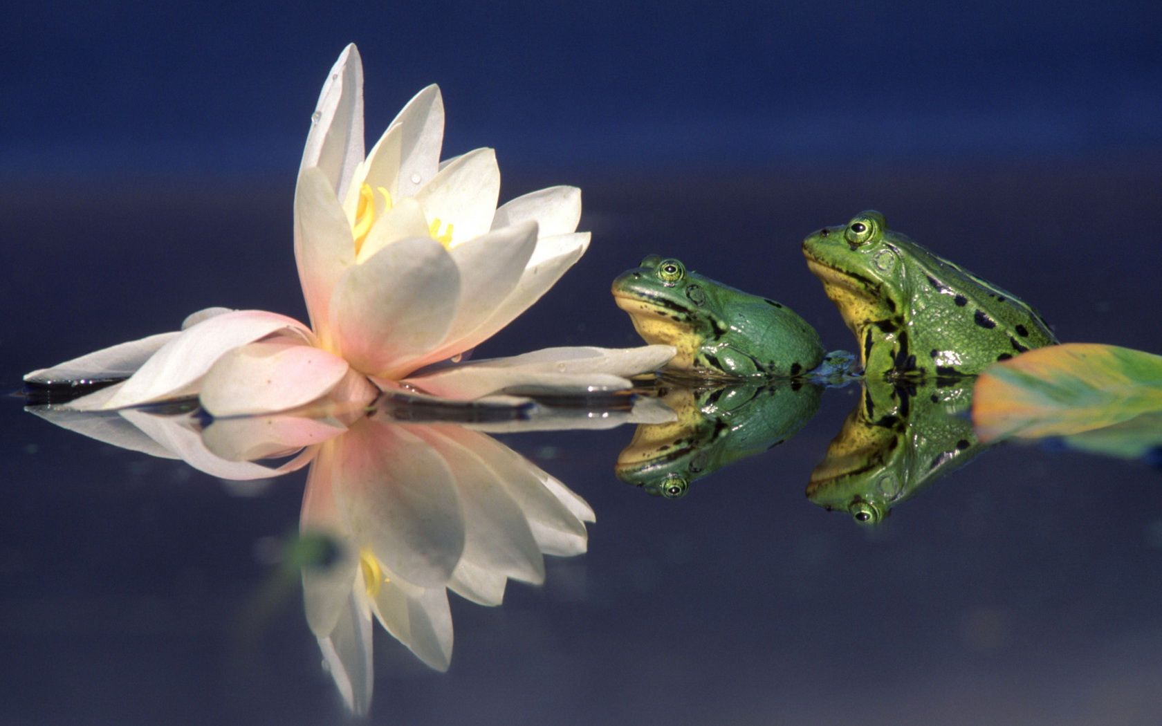 Animal Frog Wallpaper