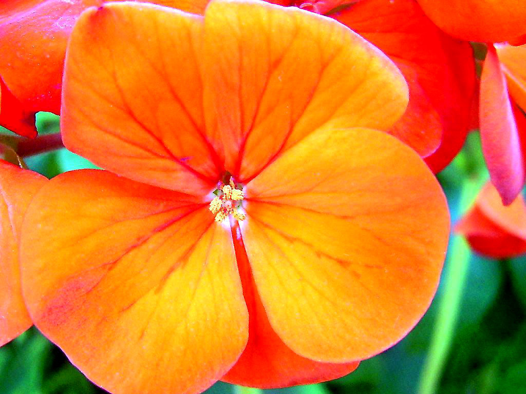 Flower Wallpaper Beautiful Flowers