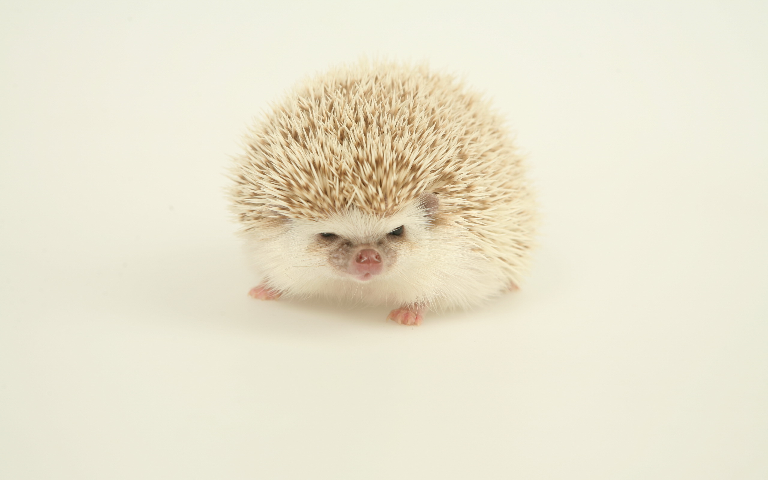 Hedgehog Puter Wallpaper Desktop Background Id