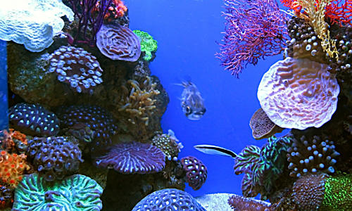 Coral Reef Beautiful Wallpaper For Your Desktop