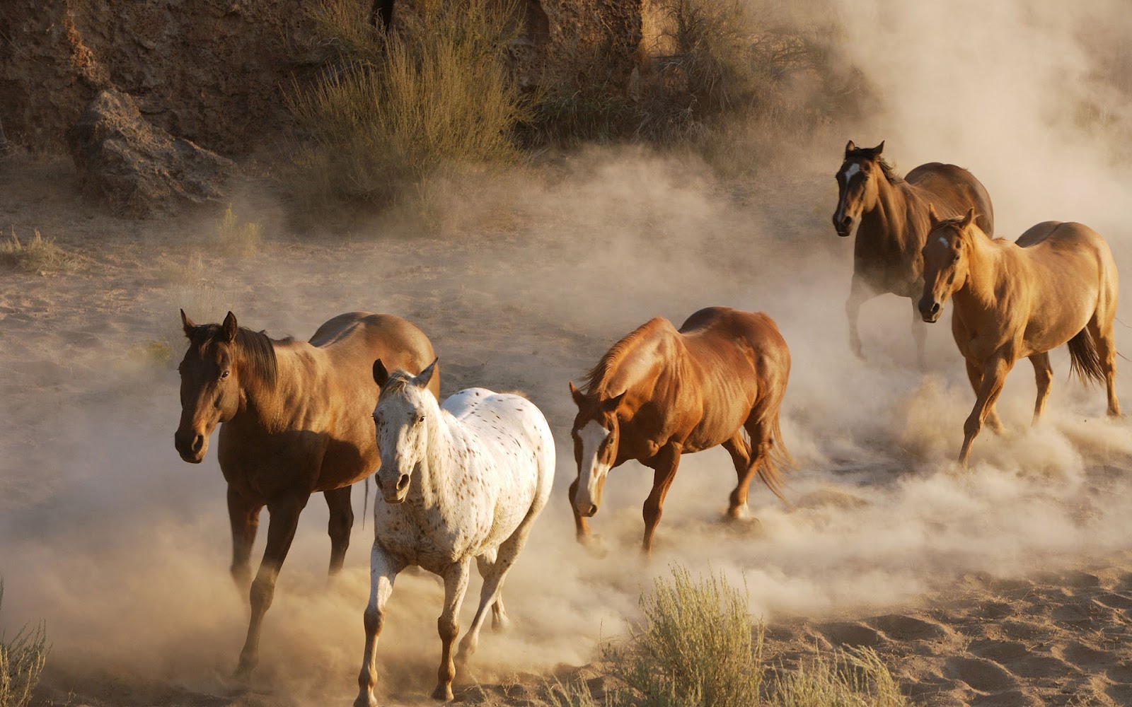 HD Animal Wallpaper With Fast Running Horses