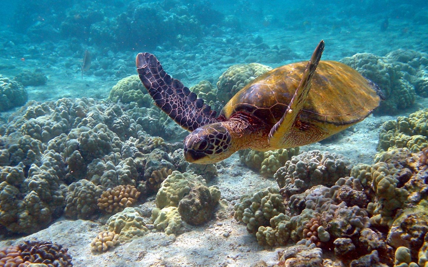 Wallpaper Turtle Pictures
