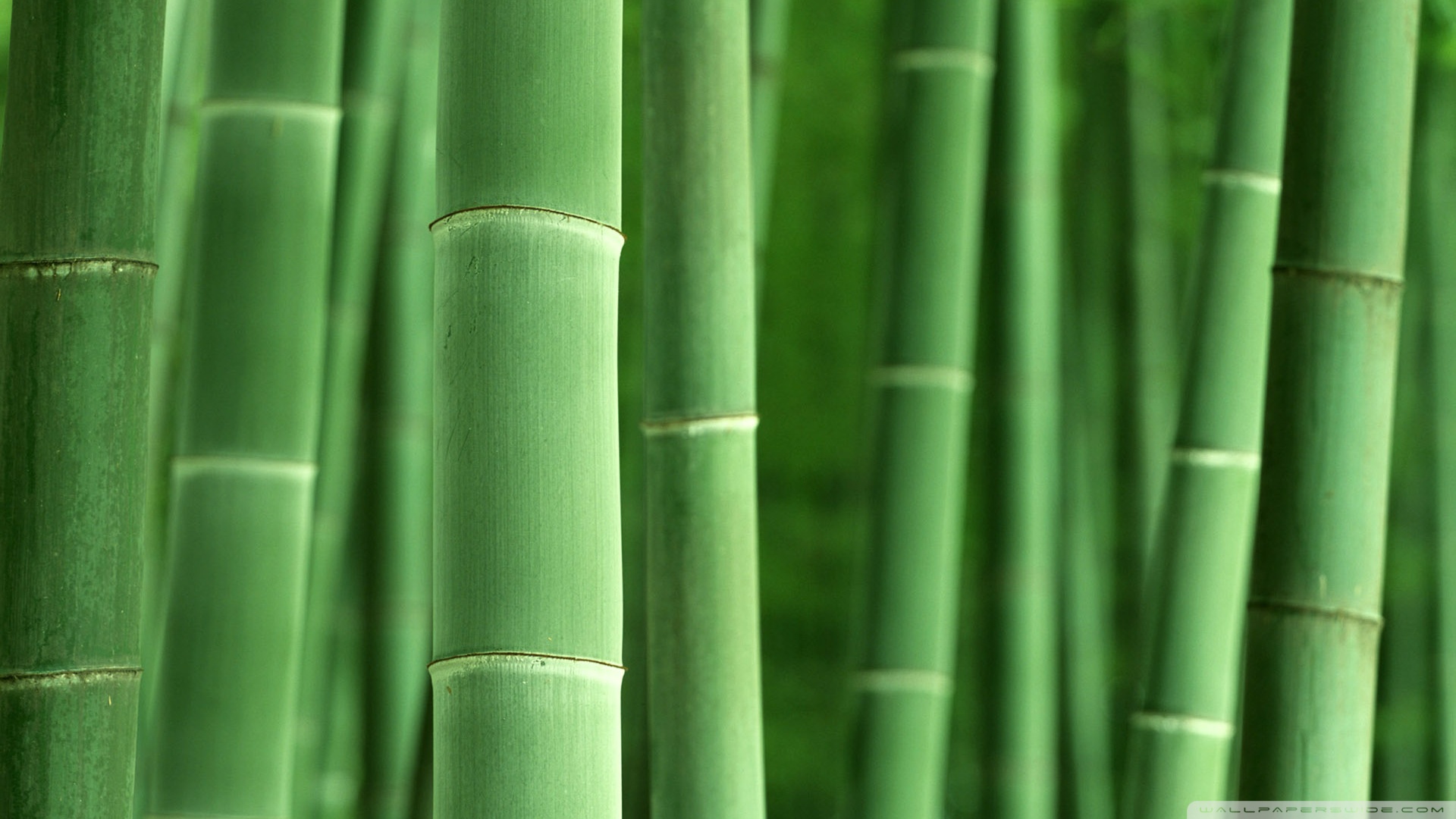Pics Photos Bamboo Green Wallpaper