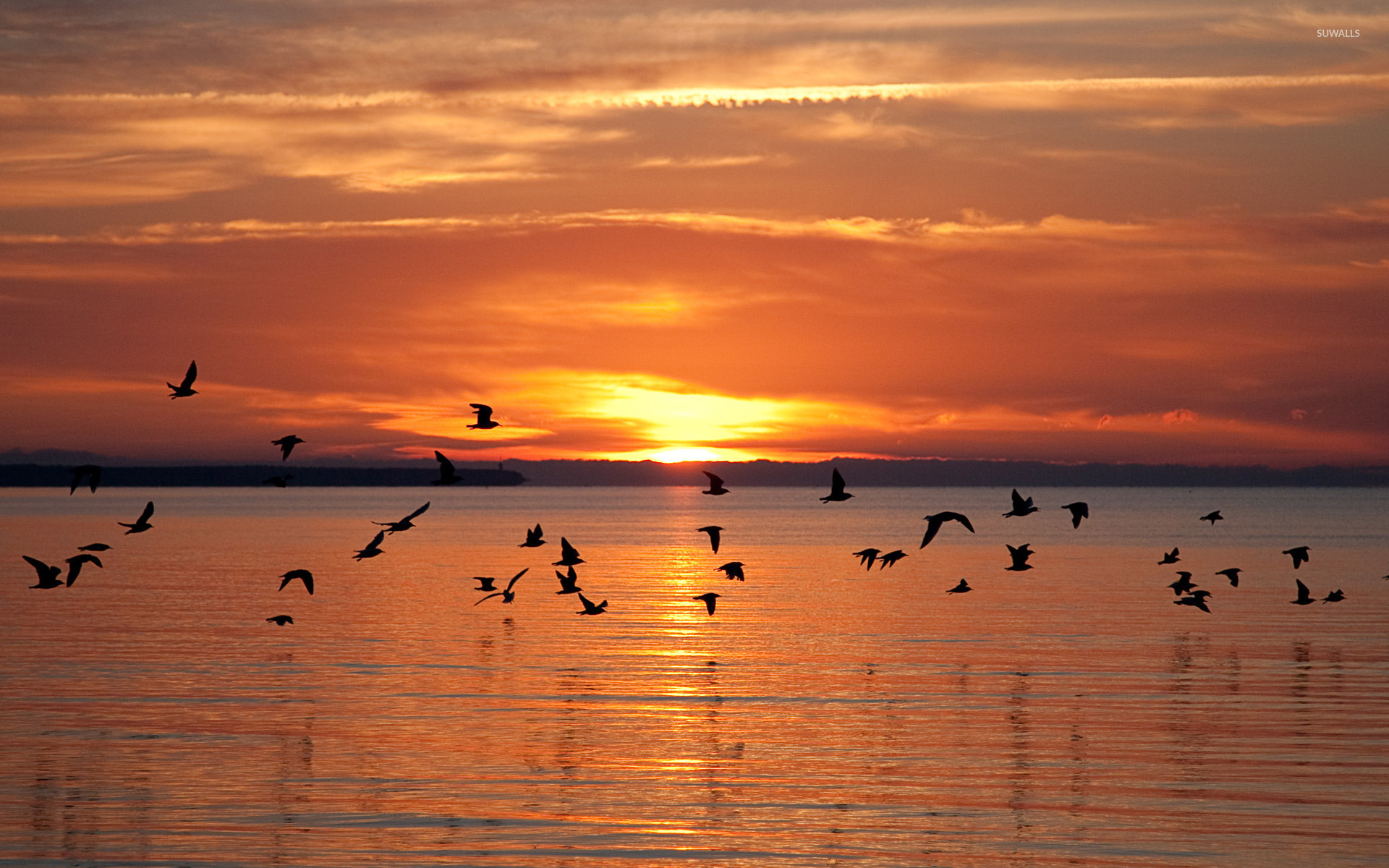 Birds Flying At Sunset Wallpaper Nature