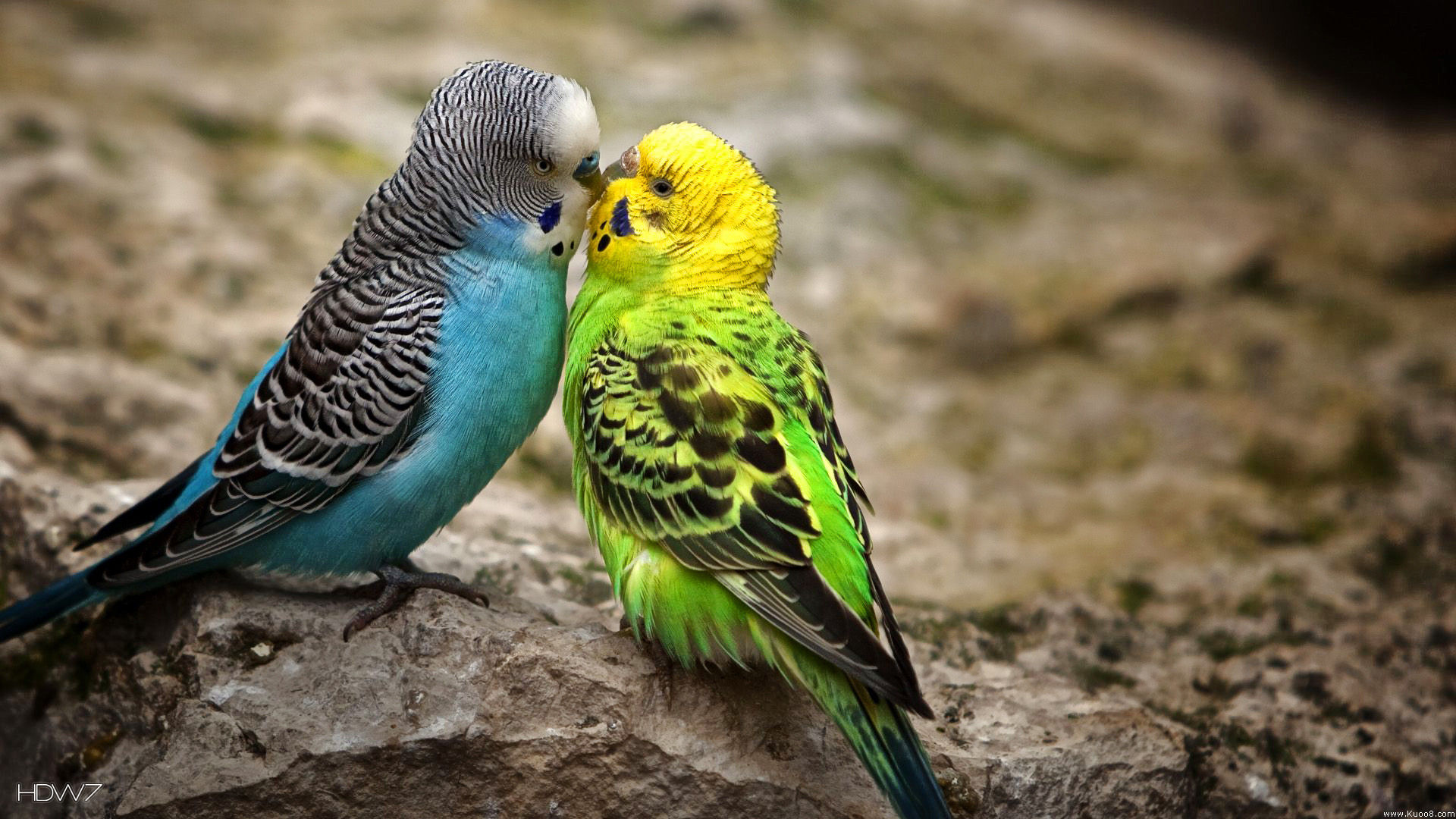 budgie parakeet kiss blue male green female birds HD 1920x1080