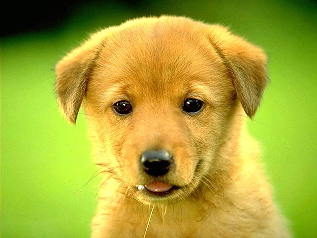 46 Free Golden Retriever Puppy Wallpaper On Wallpapersafari