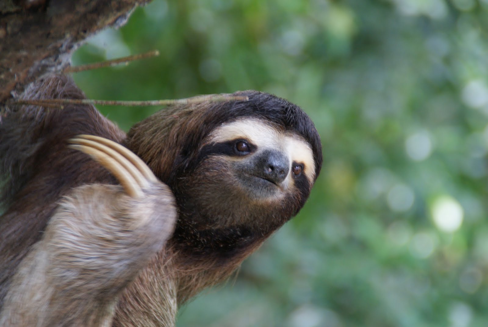 Toed Sloth Brown Throated HD Wallpaper Jpg Pictures