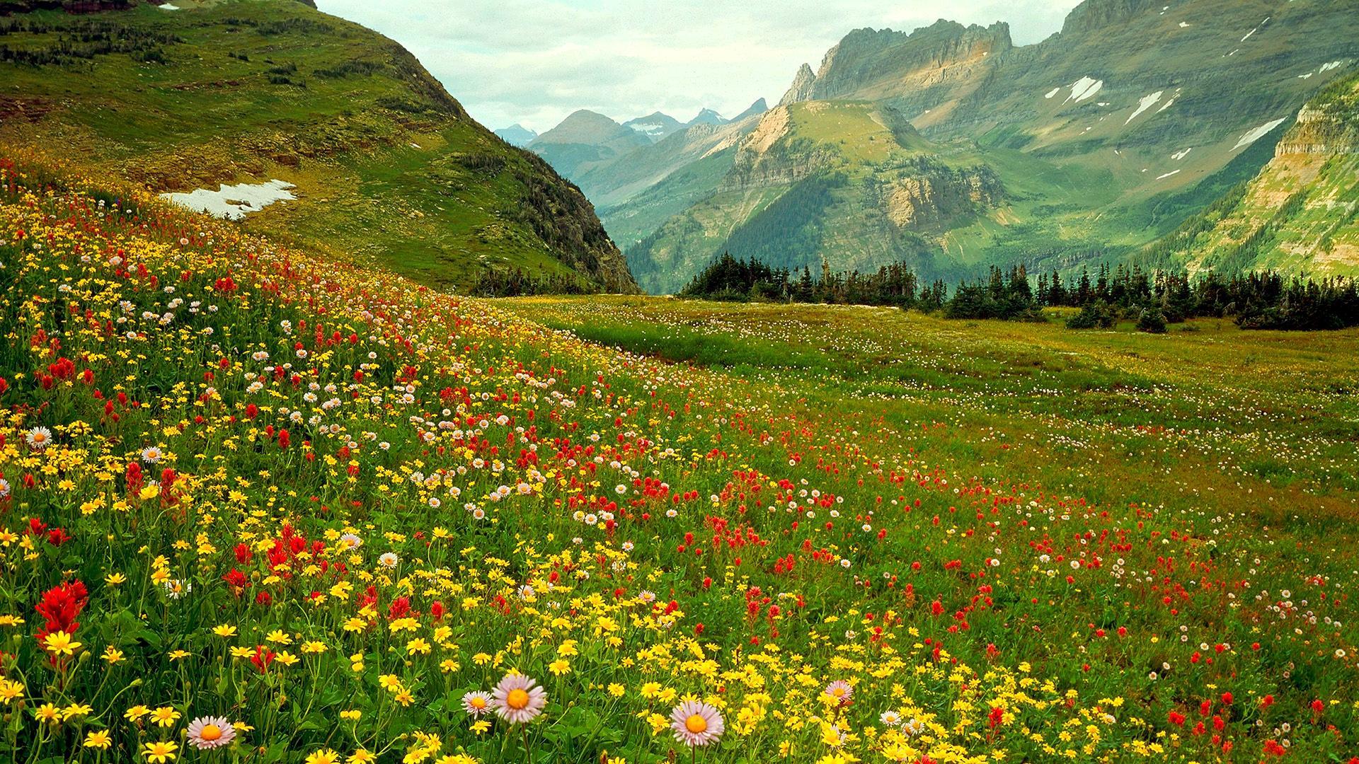  69 Wild Flowers Wallpapers WallpaperSafari