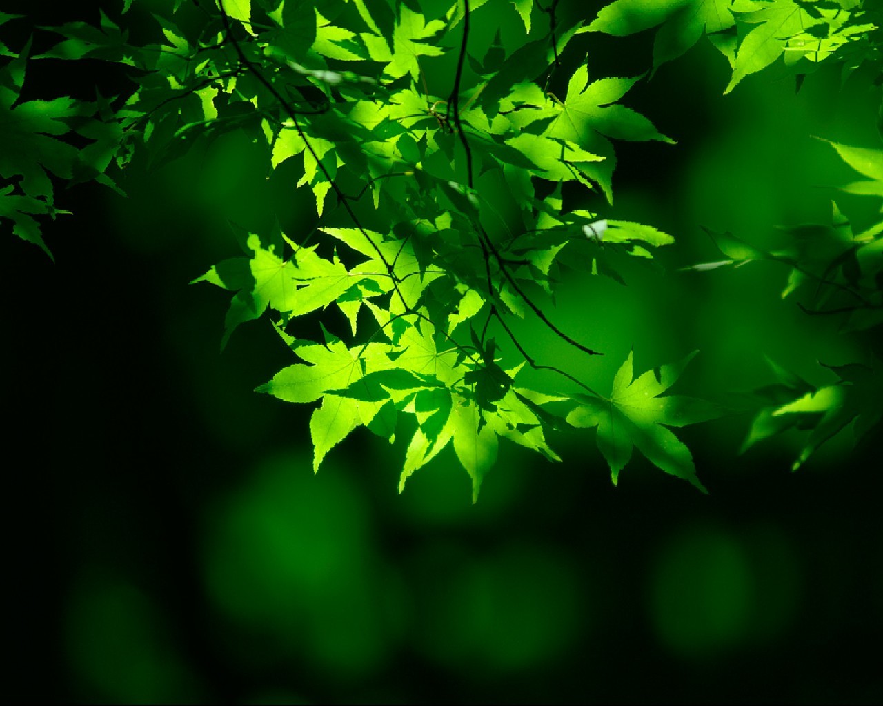 Light Green Wallpaper Nature Trees