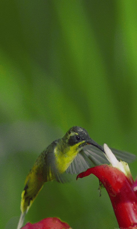 Hummingbird Live Wallpaper Apps For Android Phone