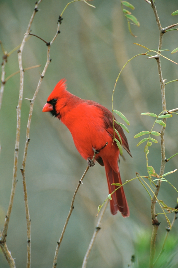Birds Northern Cardinal Wallpaper Wildlife