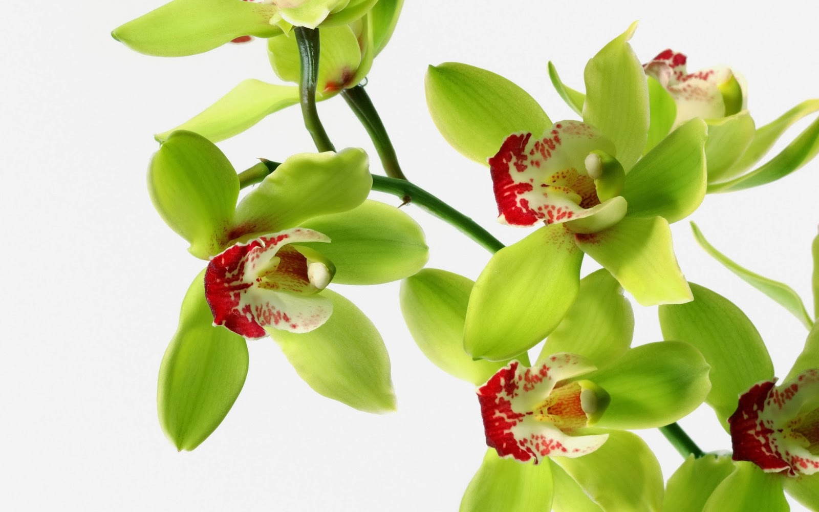 Attractive Green Orchid Flowers Wallpaper Beautiful