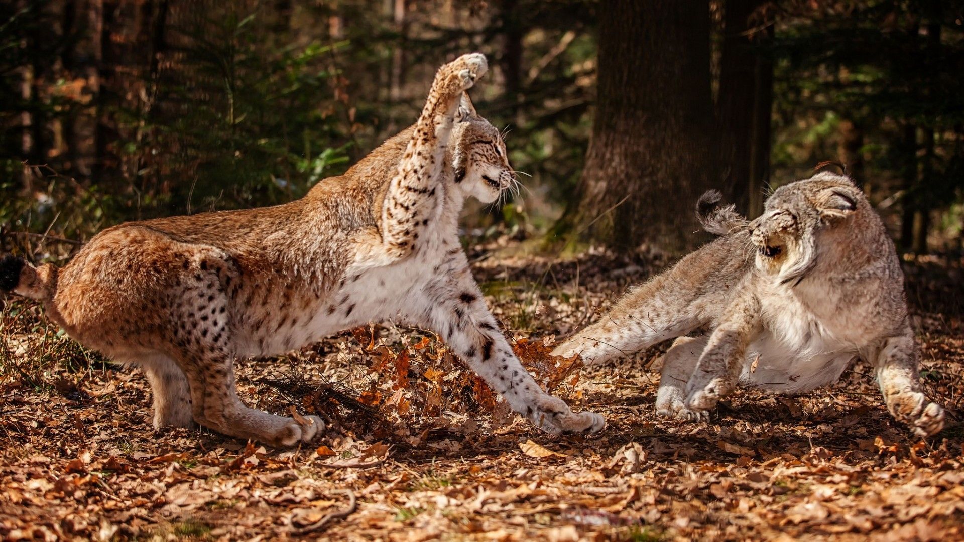Animals Fight Lynx Wild Cat Wallpaper Wallbase Cc