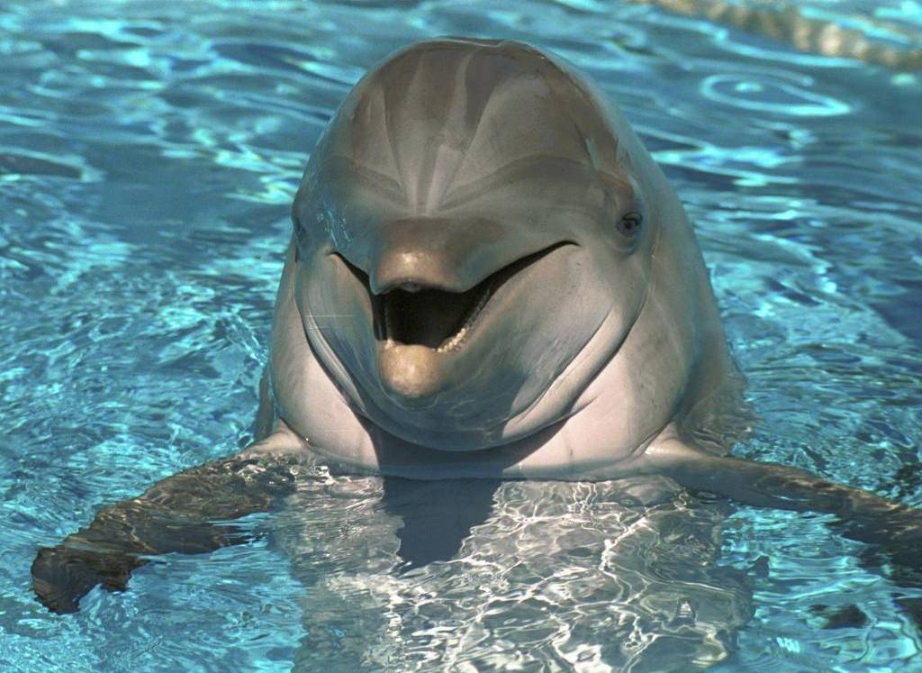 Wallpaper Beautiful Dolphin