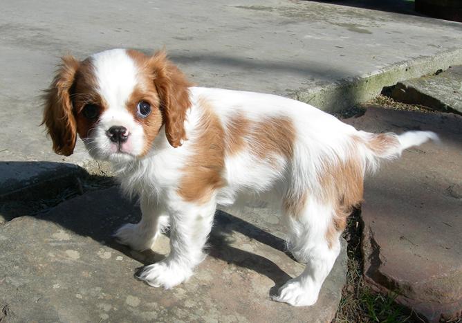 Breeds Of Dog In Britain The Cavalier King Charles Spaniel Shares
