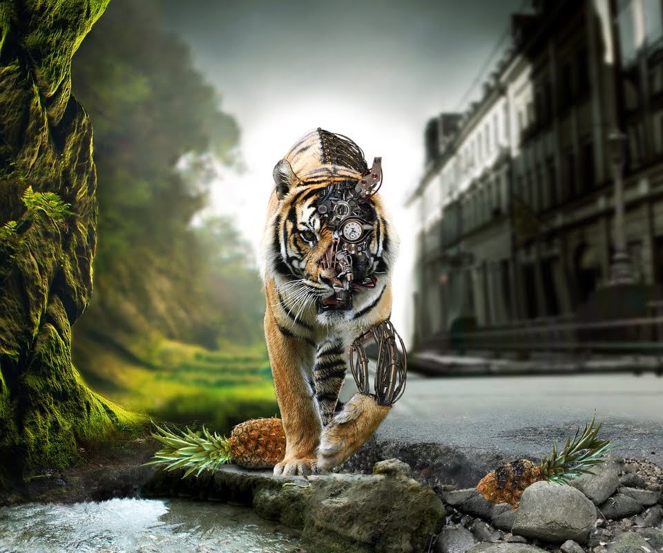 Animated HD Tiger Tablet PC Wallpapers Wallpapers Backgrounds 960x800
