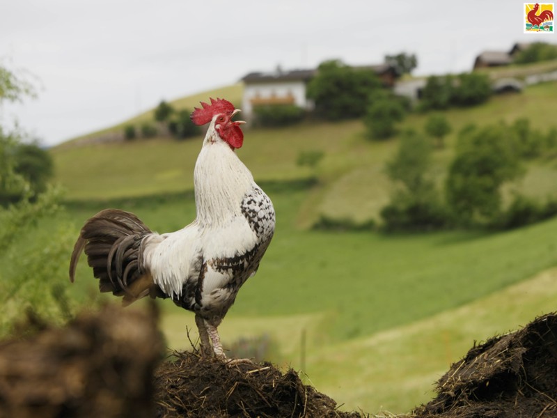 Background Image Red Rooster