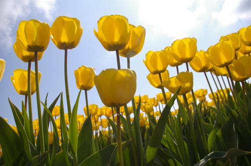 Yellow Tulips Meaning