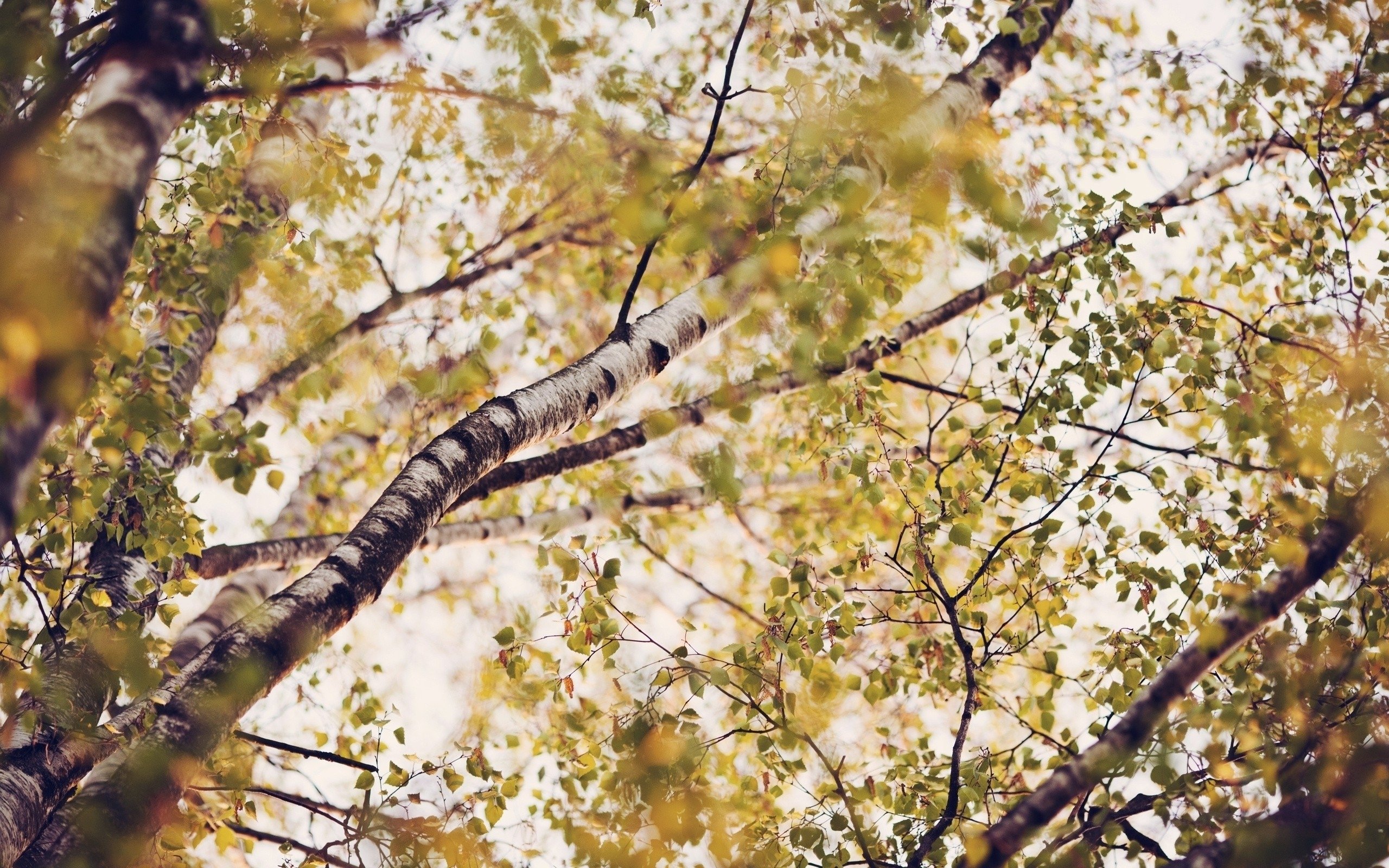 Landscapes nature leaves birch branches below autumn HD Wallpapers 2560x1600