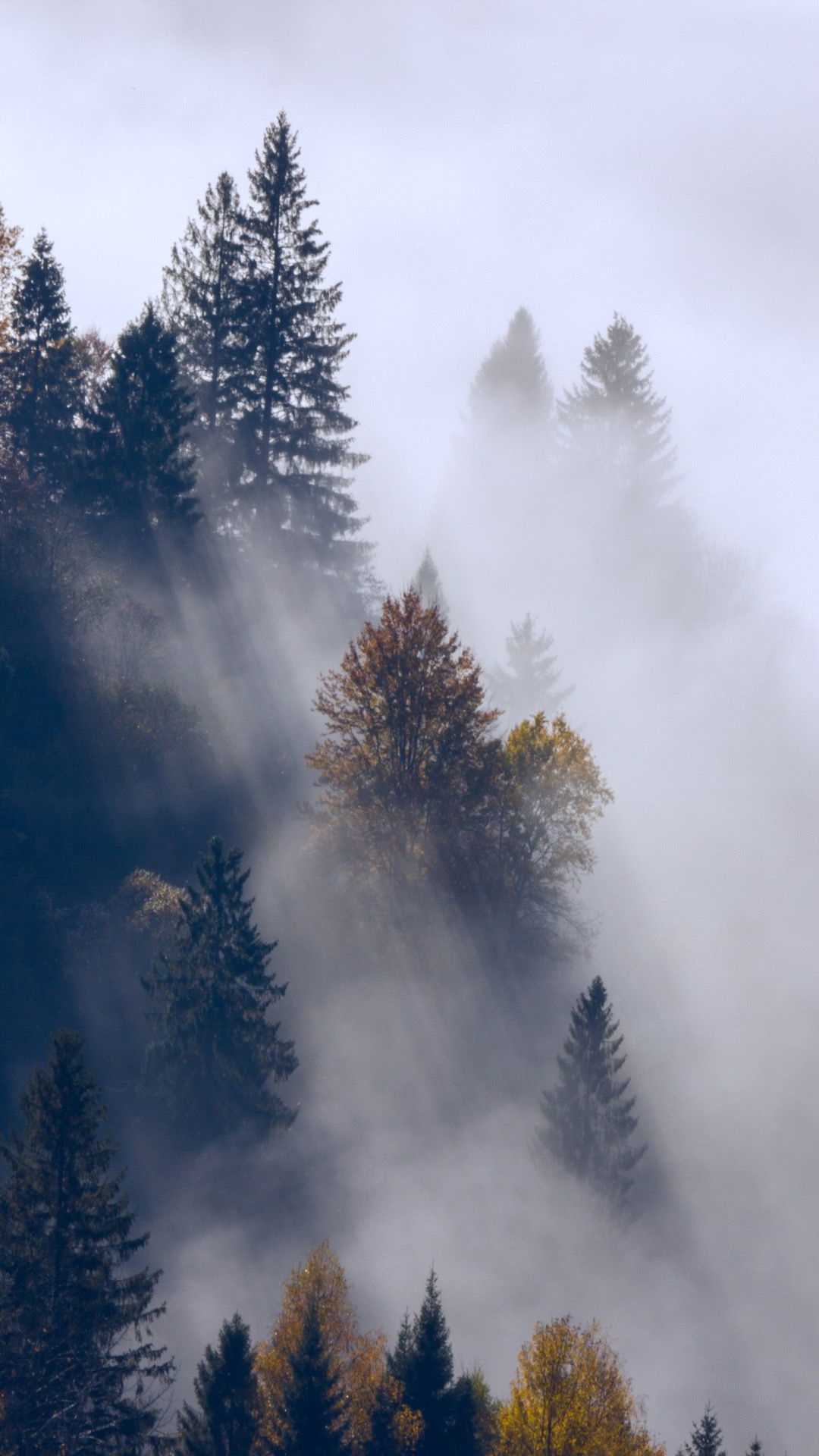 Foggy Forest Wallpaper Ixpap