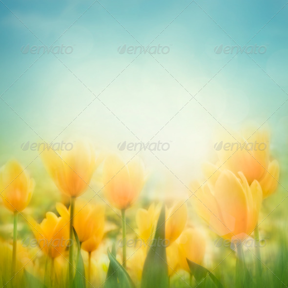  tulips yellow easter easter blessings wallpapers to downloads in a