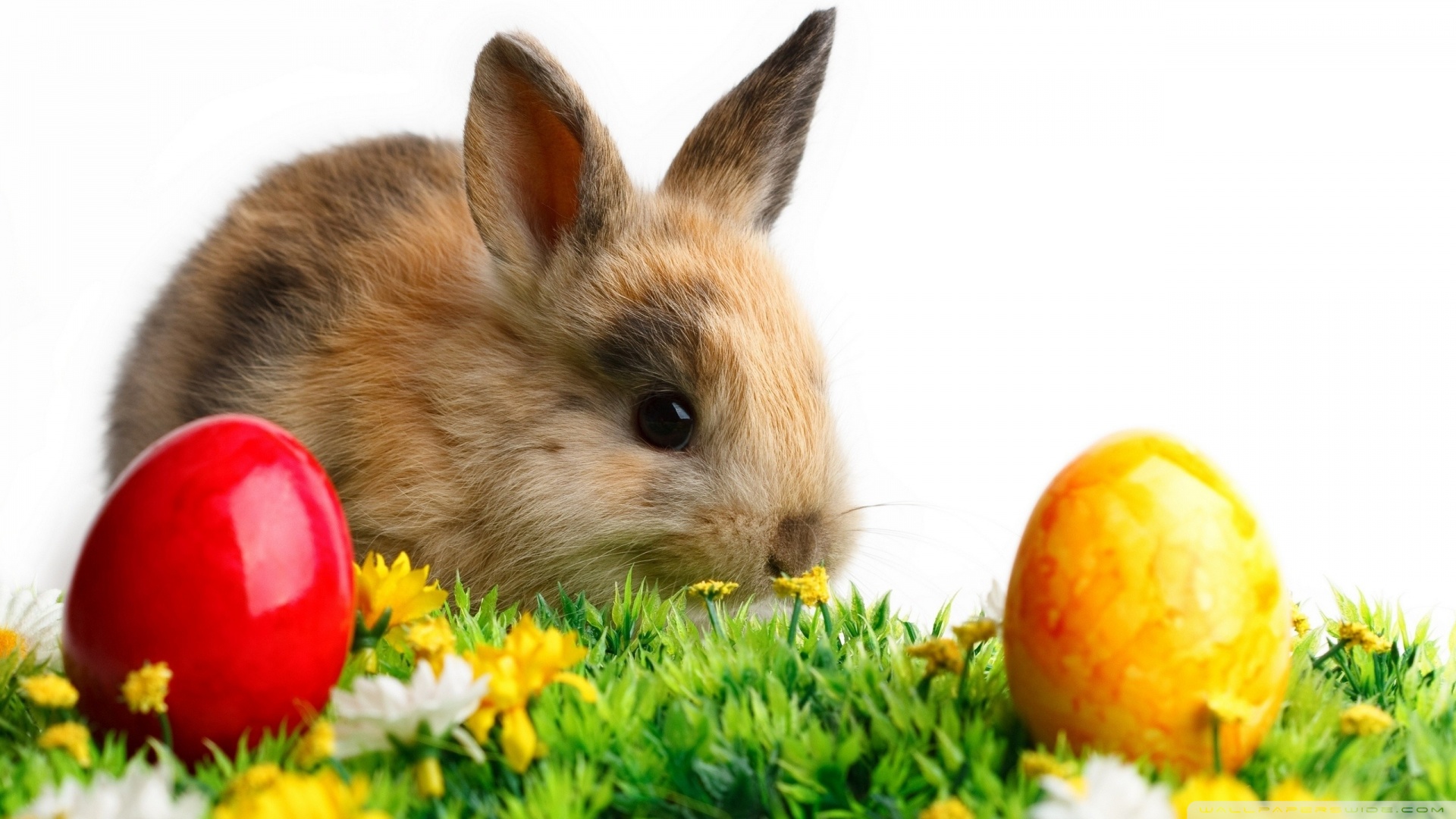 Easter Cute Rabbit Wallpaper