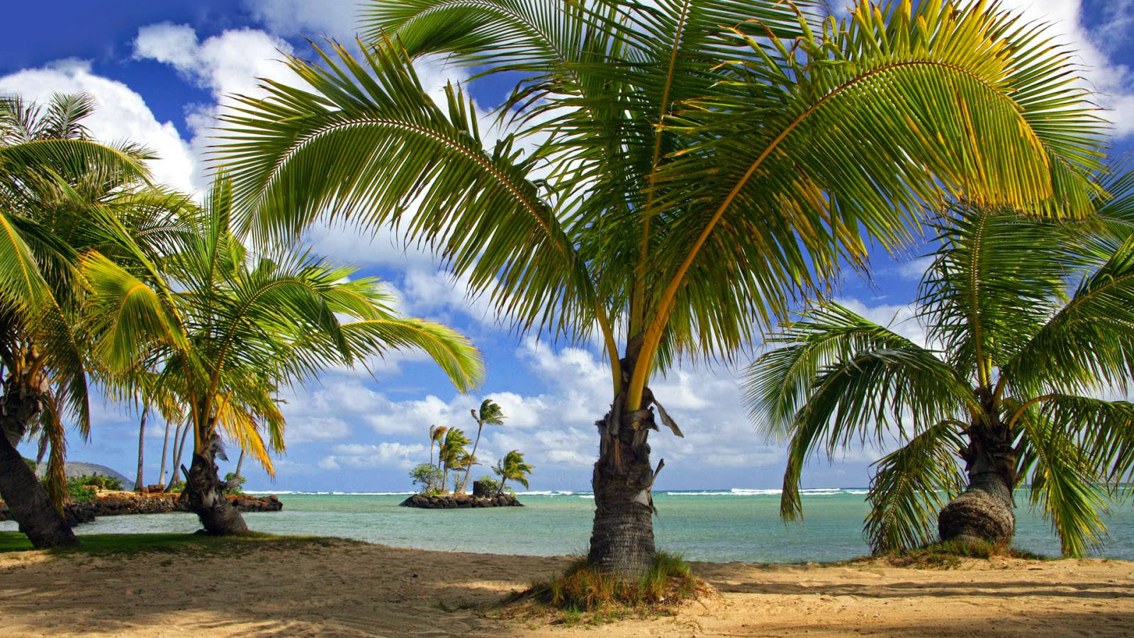 Coconut Tree Wallpaper