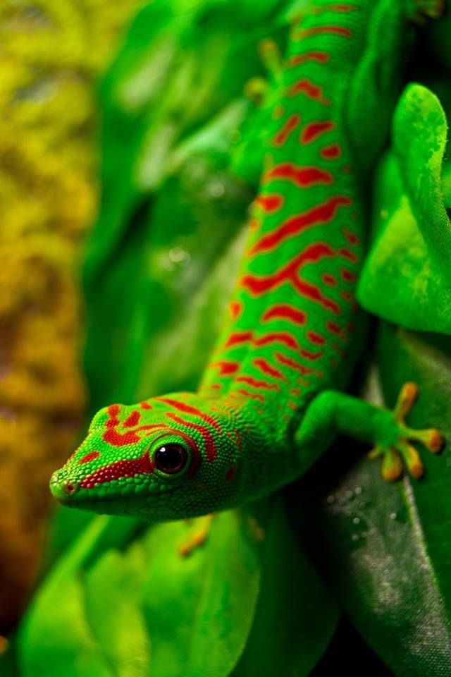 Giant Day Gecko Lizards Amphibians and Snakes Oh My Animals