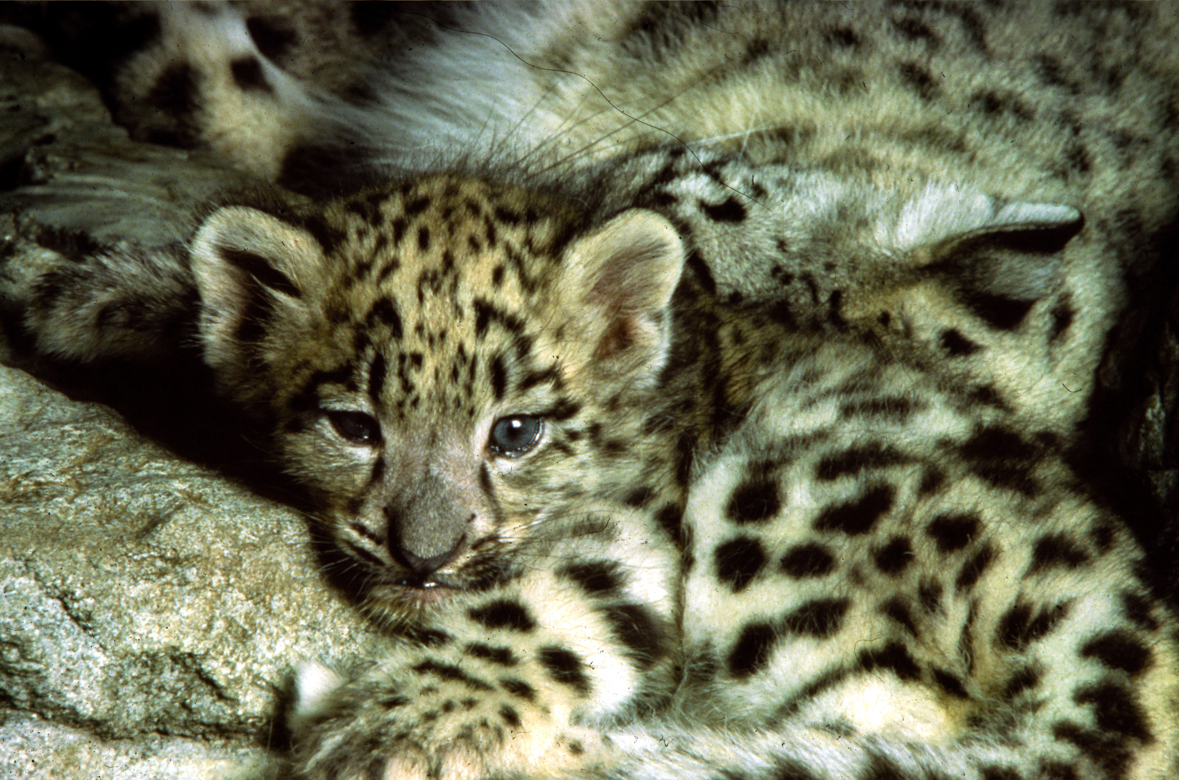 Snow Leopard Kitten Wallpaper Desktop