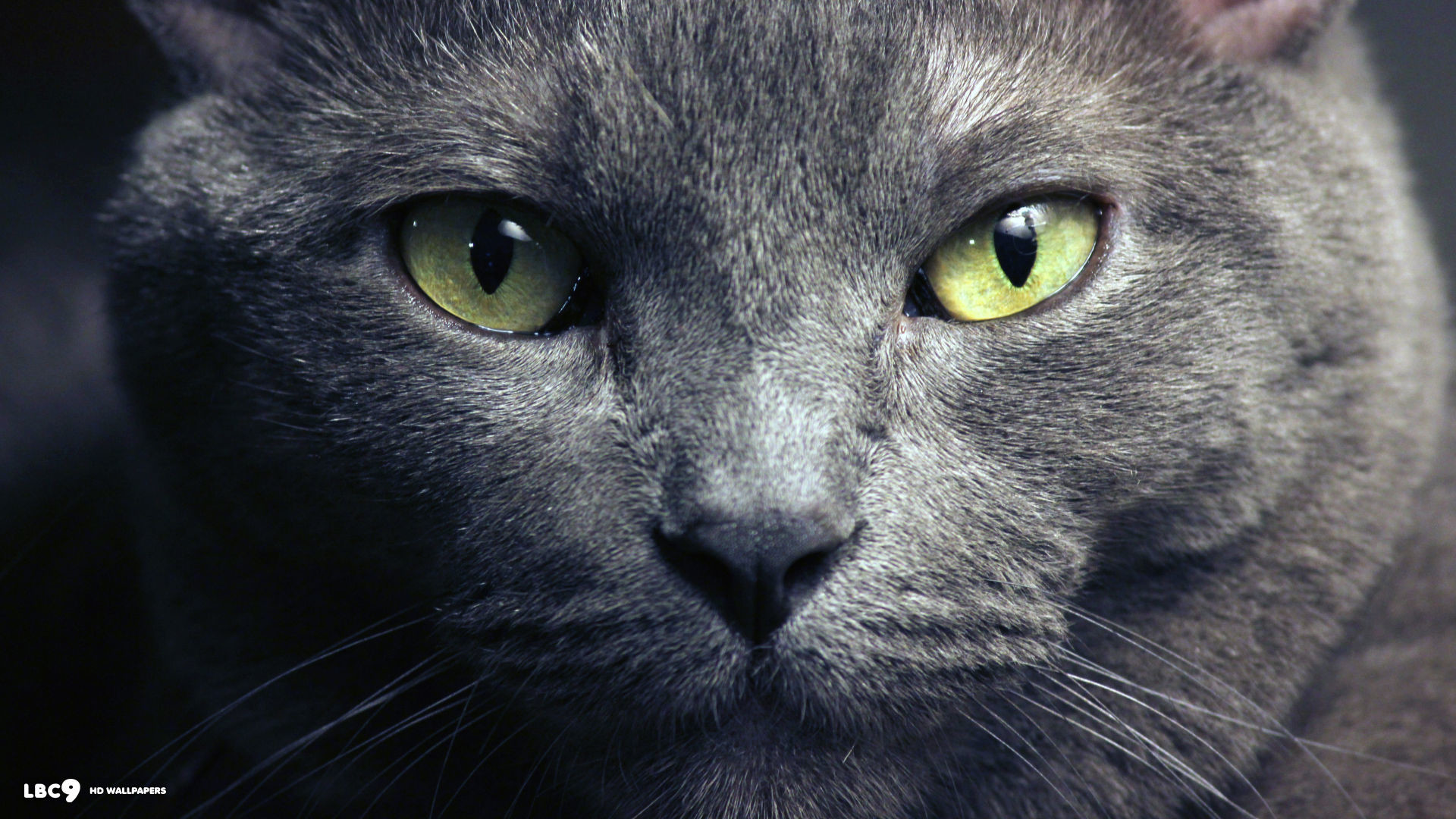 Animal Planet Wallpaper