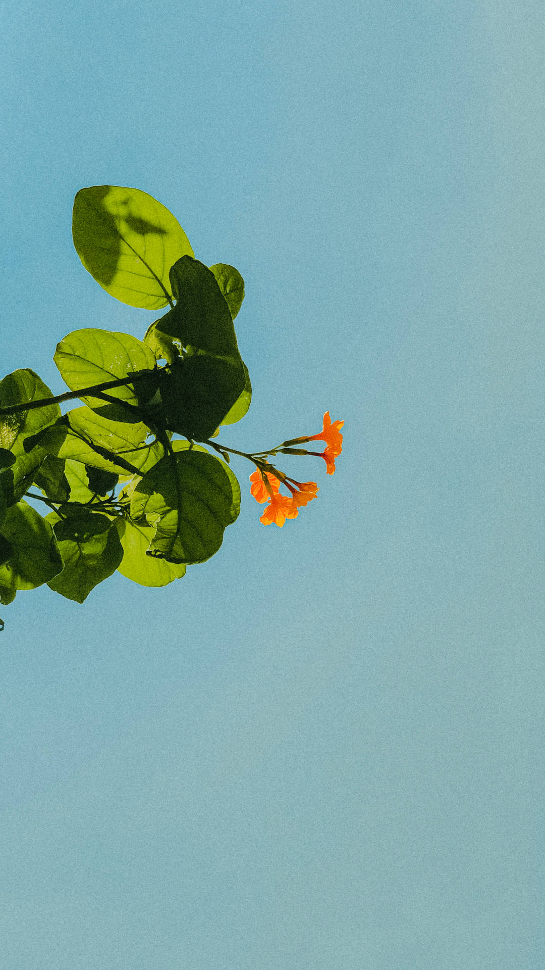 Top Pastel Orange Aesthetic Wallpaper Full HD 4k To Use