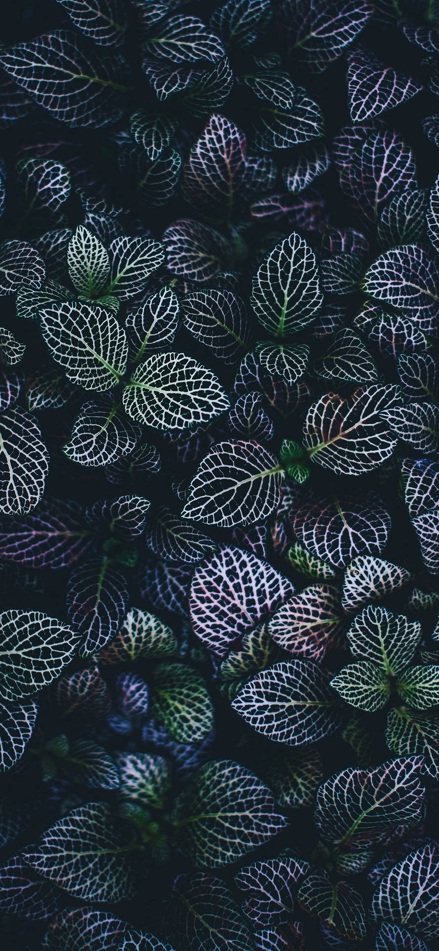 A Close Up Of Dark Green Plant Wallpaper