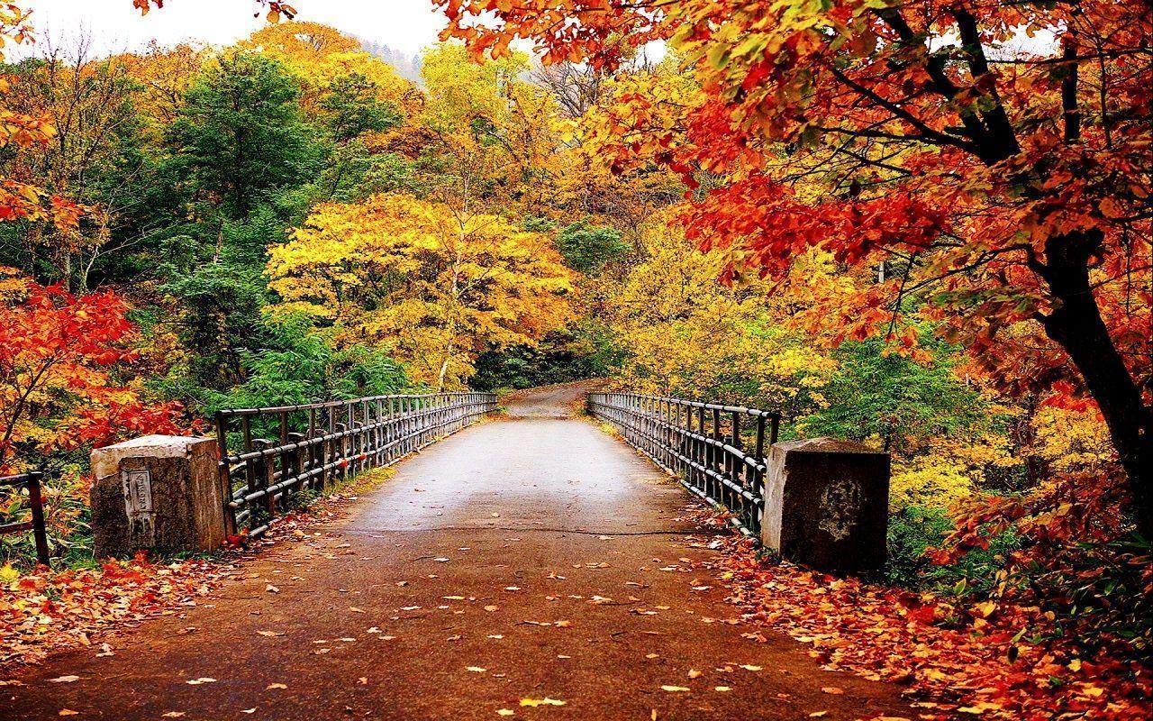 Buy Avikalp Awi3285 Beautiful Autumn Scenery Bridge Colorful