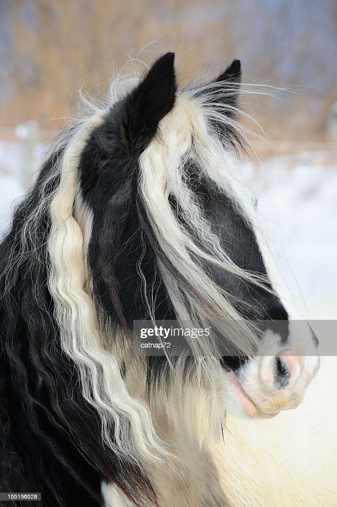 2221 Piebald Photos and Premium High Res Pictures   Getty Images